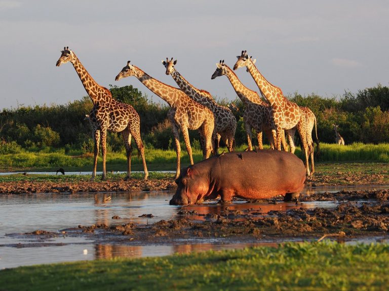 8-Day Southern Tanzania Luxury Safari